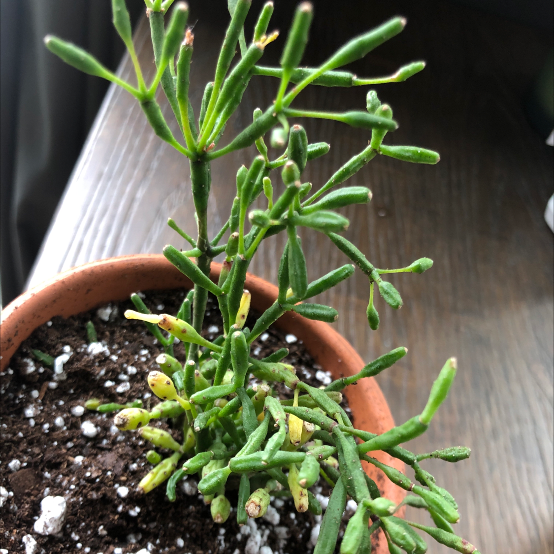 Dancing Bones plant in a small pot with visible soil and some yellowing stems.