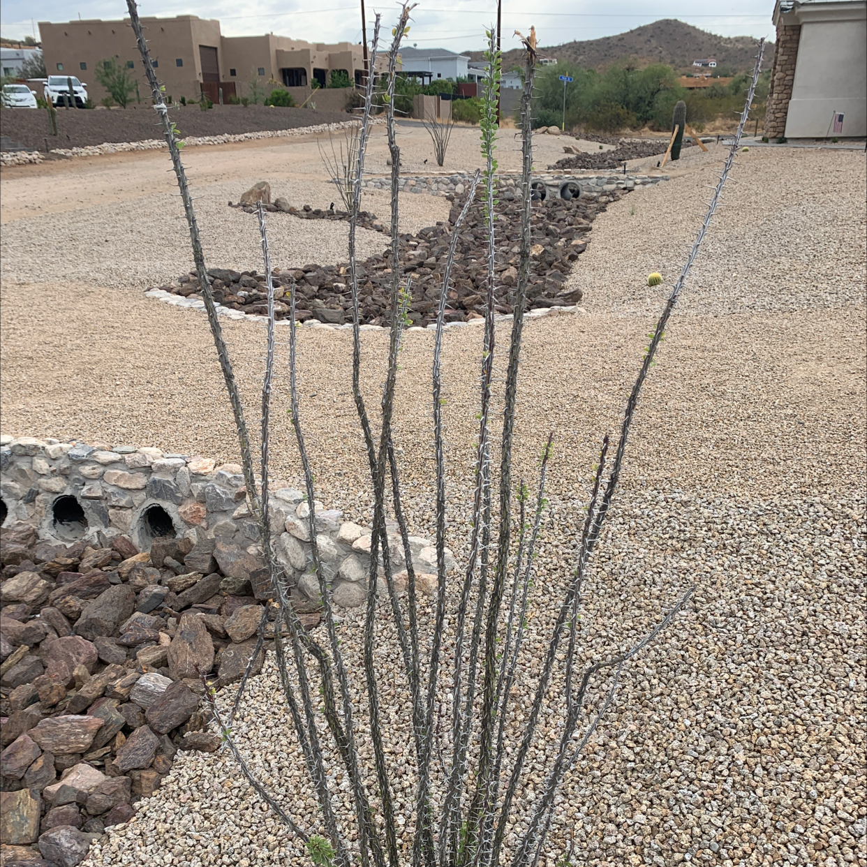 Ocotillo plant in a desert landscape with sparse foliage and rocky garden background.