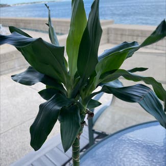Cornstalk Dracaena plant in Swampscott, Massachusetts