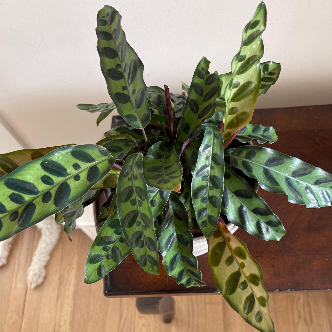 Rattlesnake Plant plant photo by Diana named Callie on Greg, the plant care app.