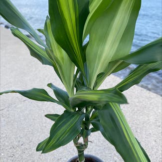 Cornstalk Dracaena plant in Swampscott, Massachusetts