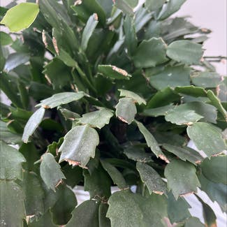 False Christmas Cactus plant in Swampscott, Massachusetts