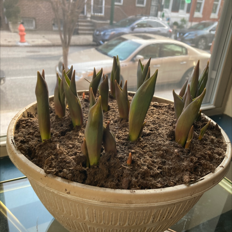 Potted Garden Tulip shoots emerging from soil, healthy and well-maintained.