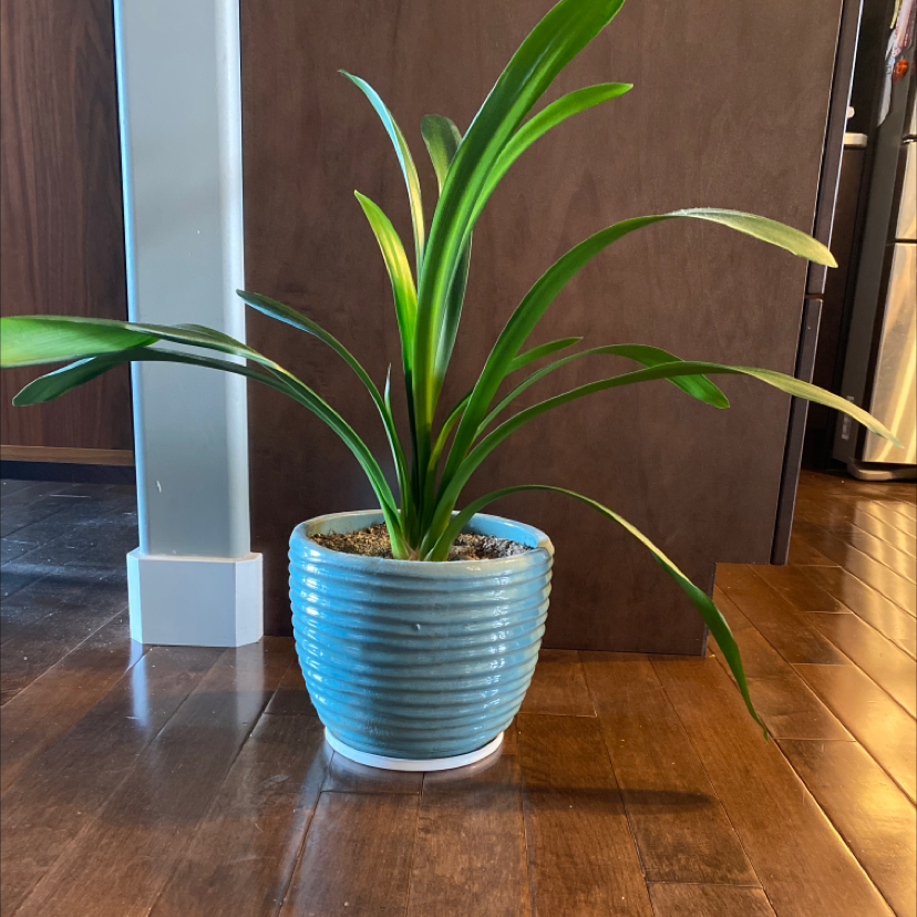 Photo of the plant species Belgian Hybrid Orange Clivia by Blaine named Liv on Greg, the plant care app