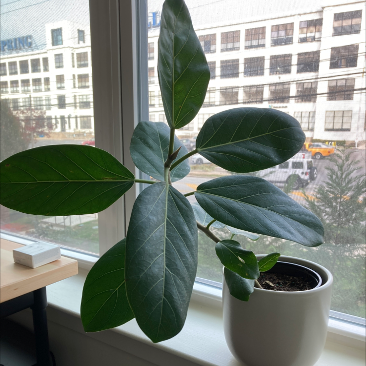 Potted Audrey Ficus plant on a windowsill with large, healthy green leaves.
