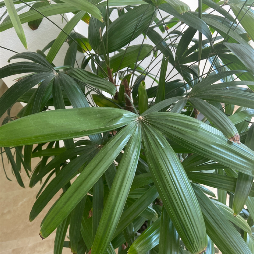 Healthy, thriving Rhapis palm with lush green fronds and no signs of disease or damage, potted indoors.