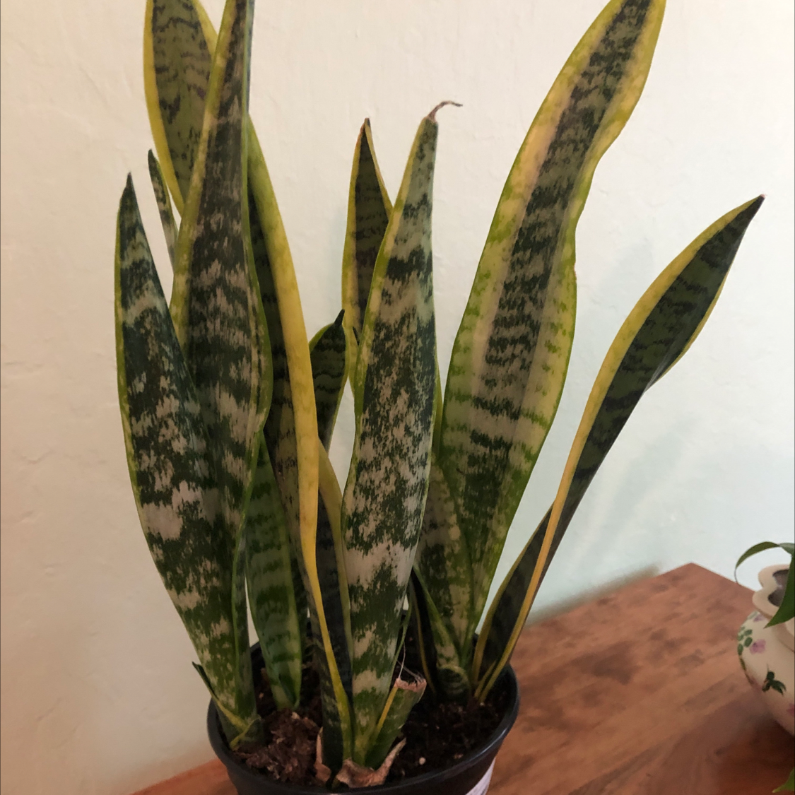 Snake Plant plant photo by @Marlyn named Harry on Greg, the plant care app.