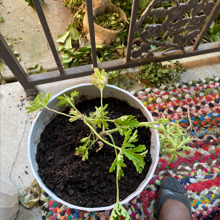 Sweet Scented Geranium in a white pot with visible soil and some yellowing and browning leaves.