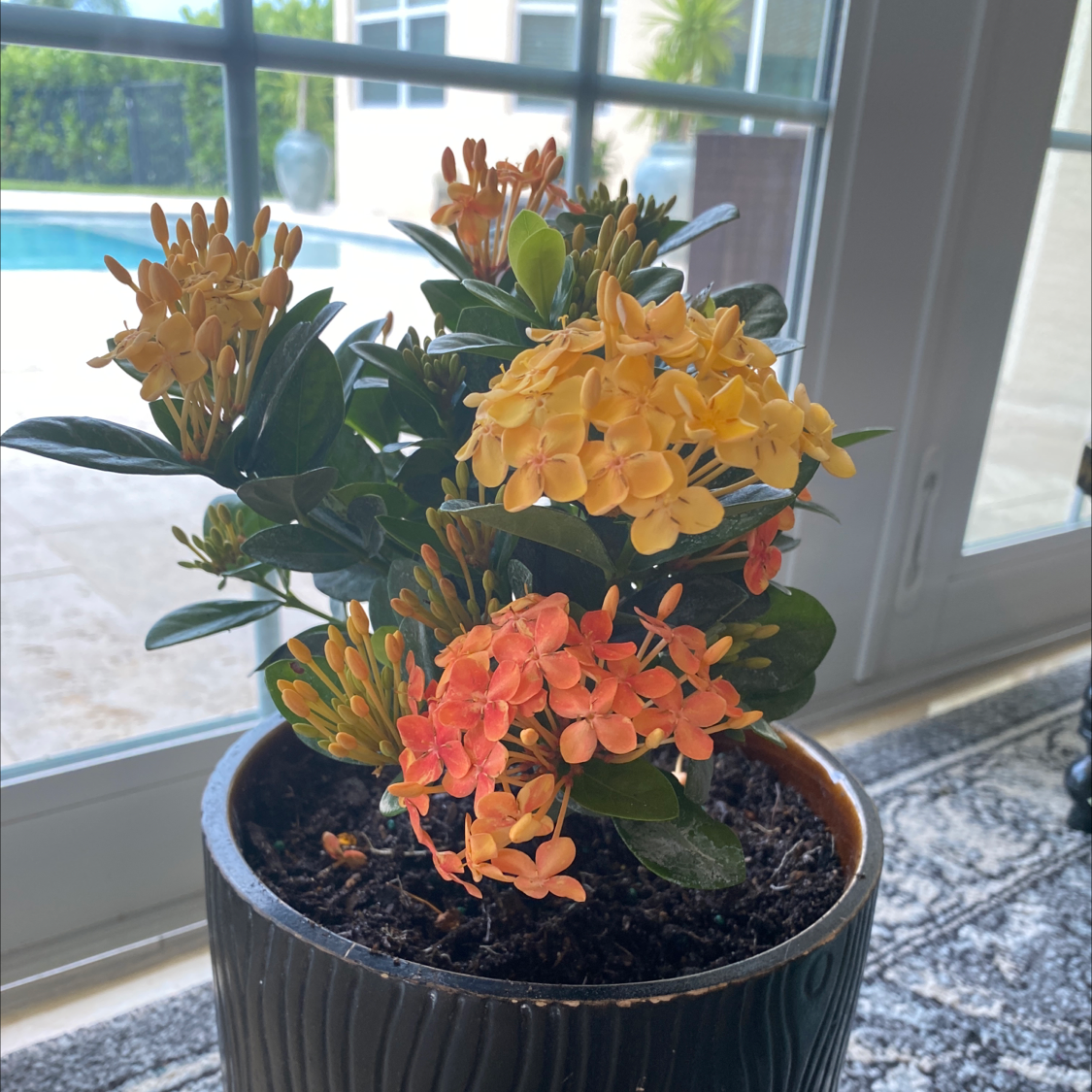 Potted Chinese Ixora plant with yellow and orange flowers by a window.