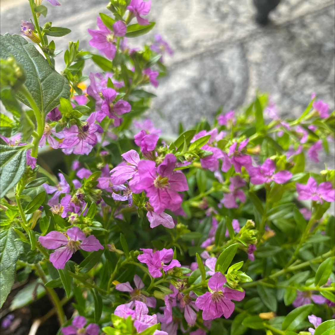 Mexican Heather plant with small purple flowers and green leaves.