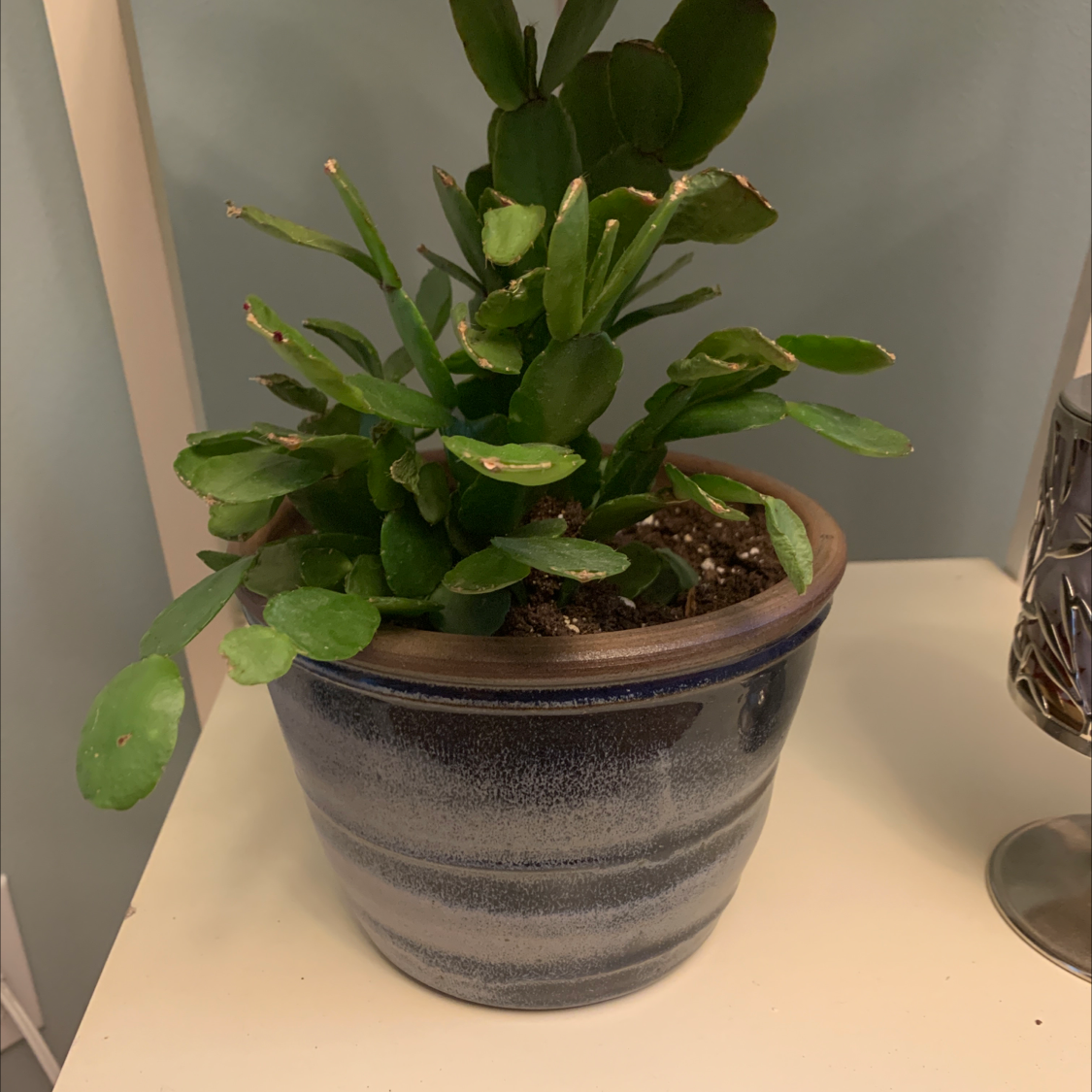 Potted Easter Cactus with segmented leaves, slight browning on tips, in a ceramic pot.