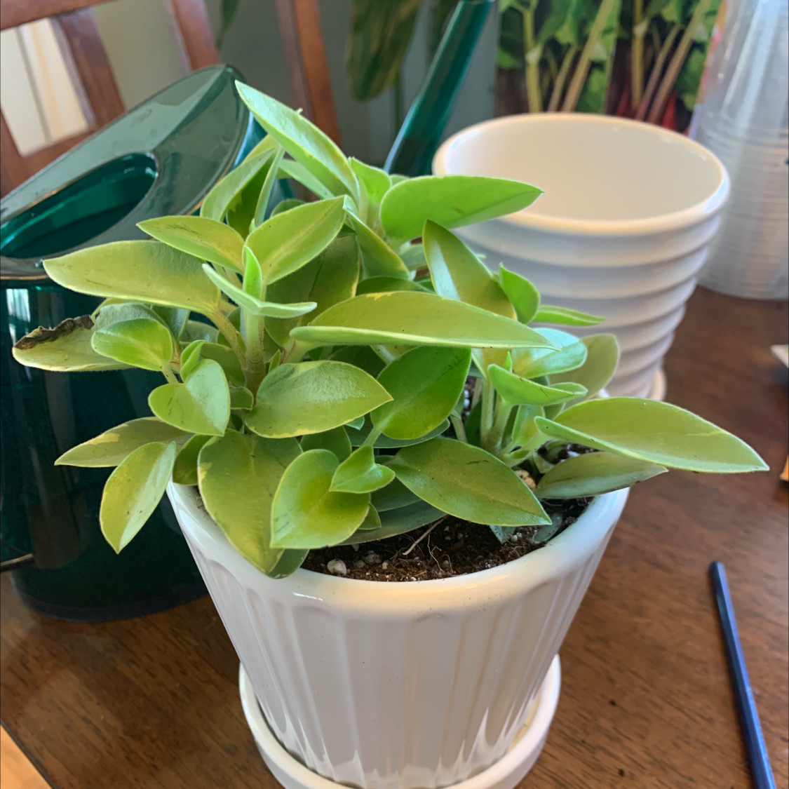 Teardrop Peperomia plant in a white pot with visible soil, healthy green leaves.