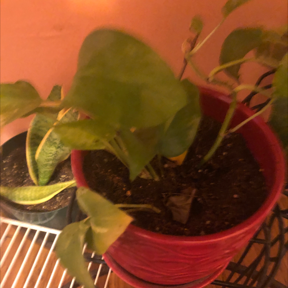 Taro Vine plant photo by Sheila named Your plant on Greg, the plant care app.
