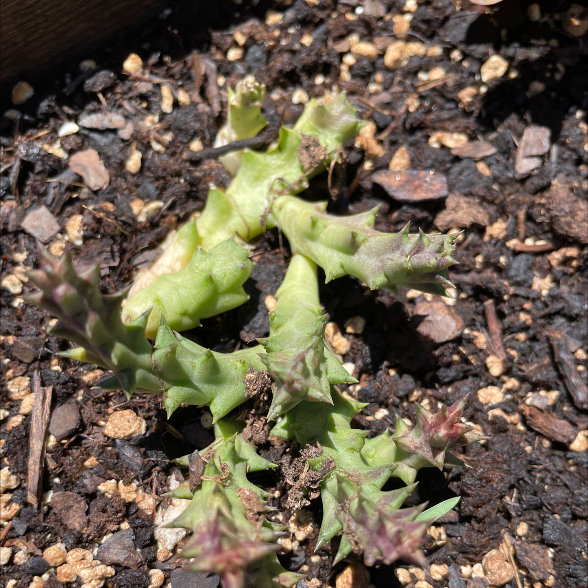 Stapelia Planiflora Jacq. succulent plant in soil with visible organic matter.