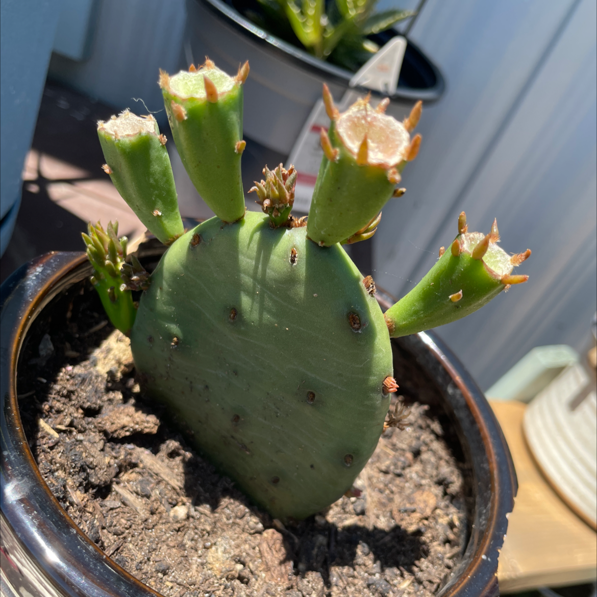 Photo of the plant species Smooth Prickly Pear by Nicole named Cacti on Greg, the plant care app