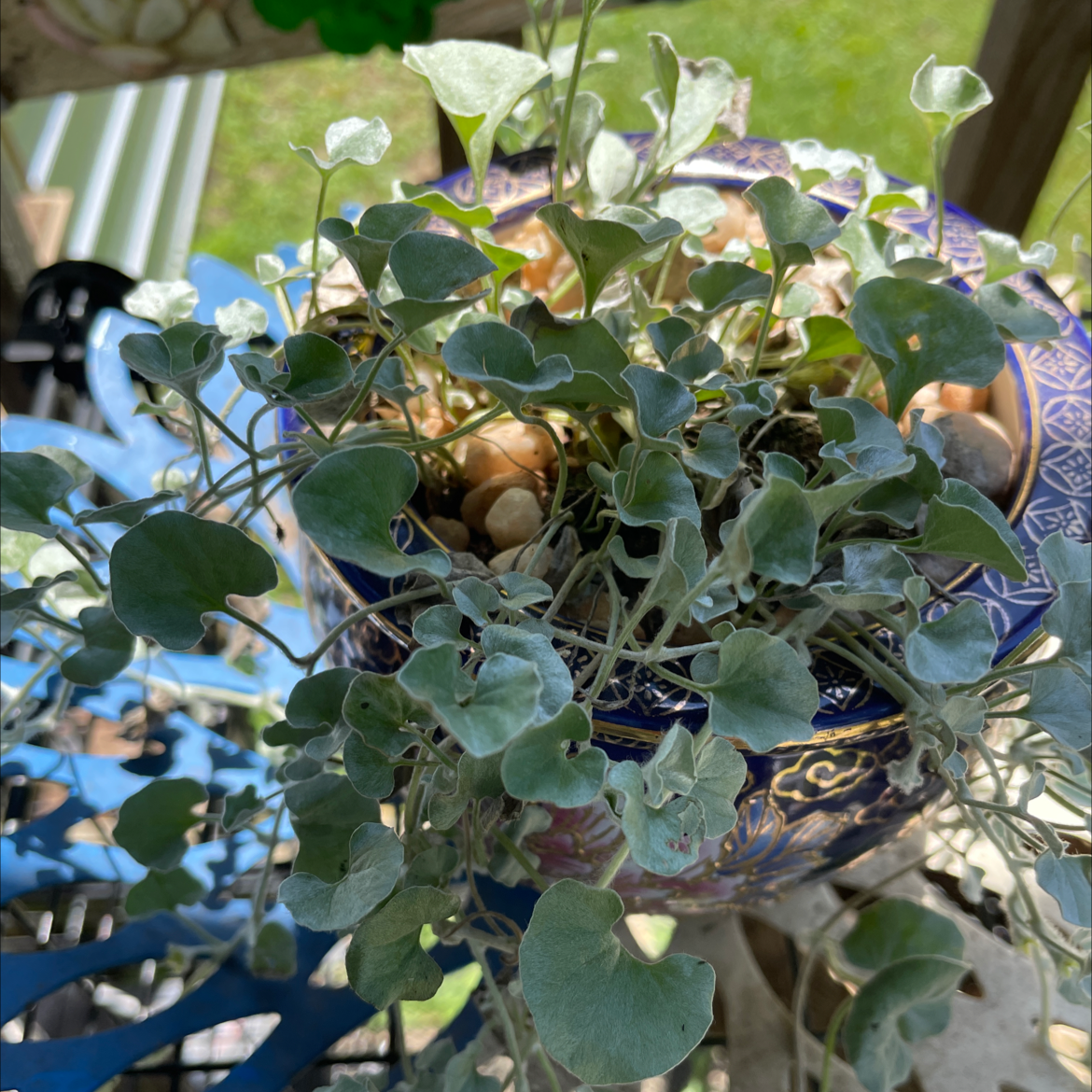 Potted Silver Ponysfoot plant with silver-green leaves, healthy appearance.
