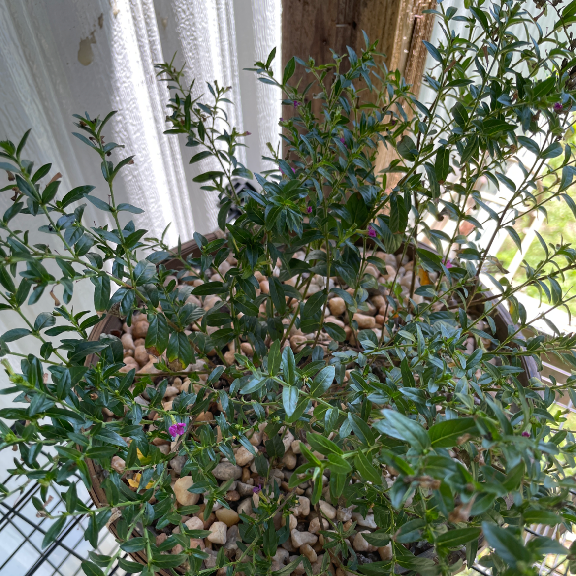 Healthy Mexican-Heather plant in a pot with visible soil and pebbles.