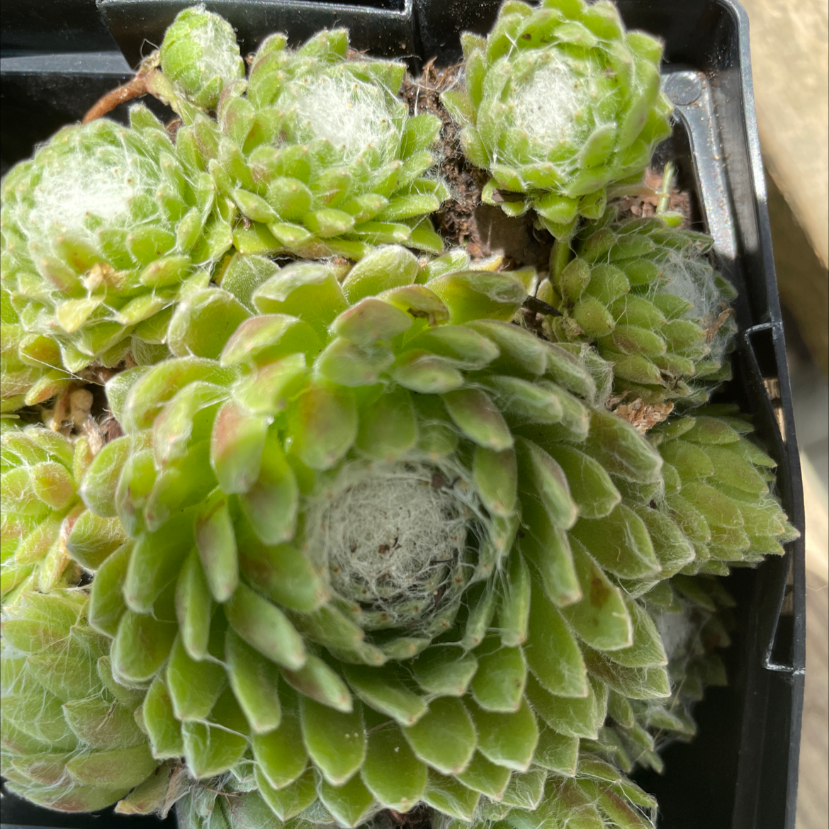 Photo of the plant species Cobweb Hens and Chicks by Nicole named Beyonce on Greg, the plant care app