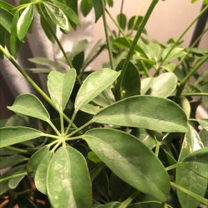 Dwarf Umbrella Tree plant photo by Erin named ChloroPhil on Greg, the plant care app.