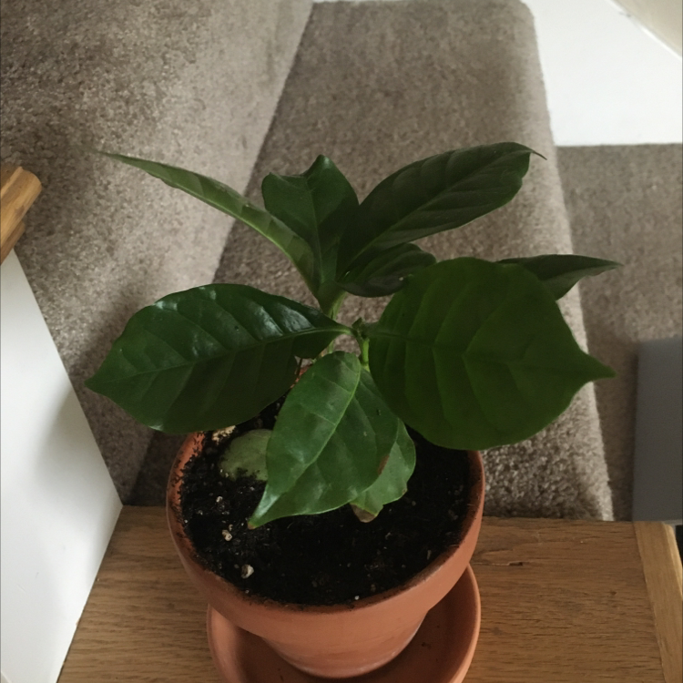 Healthy Arabian coffee plant in terracotta pot with glossy green leaves and moist soil, slightly off-center on blurred interior background.