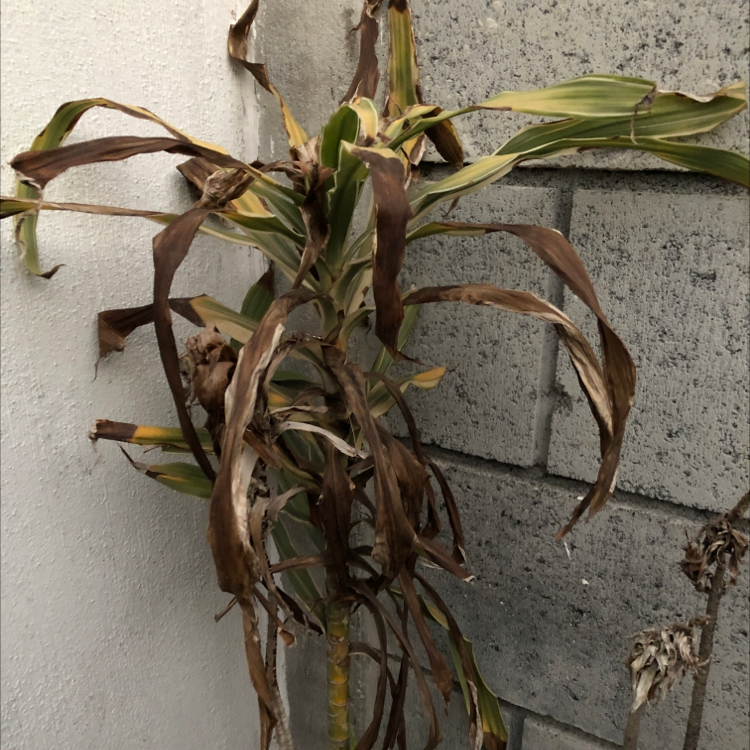 A Song of India plant with long variegated leaves showing signs of browning and curling against a concrete background.