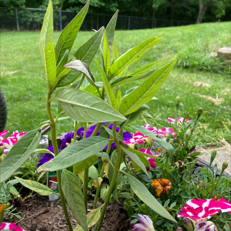 Tropical Milkweed plant surrounded by various flowering plants in a garden.