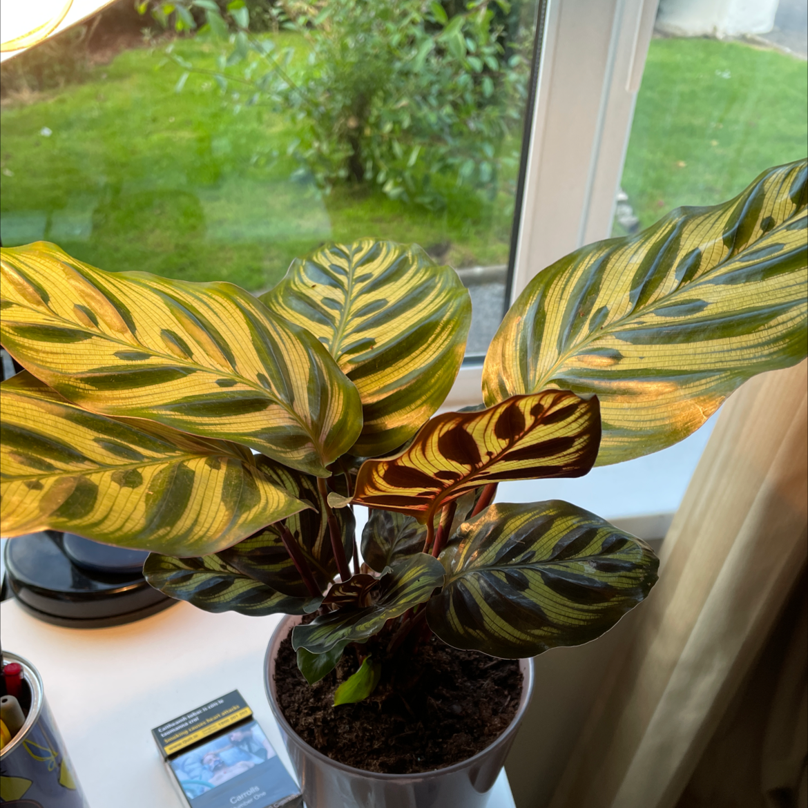Cathedral Windows plant photo by @Clairemul named Bernadatte on Greg, the plant care app.
