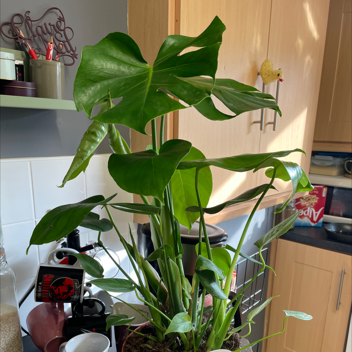 Monstera plant photo by @Clairemul named Peter on Greg, the plant care app.