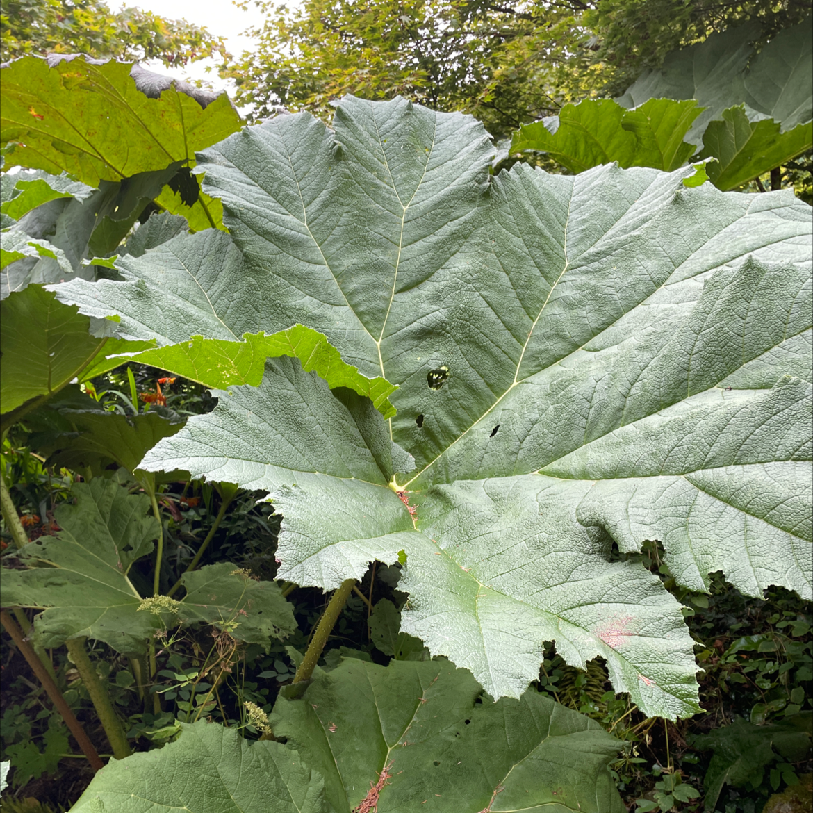 Photo of the plant species Brazilian giant-rhubarb by @Clairemul named Your plant on Greg, the plant care app