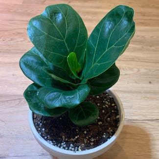 Fiddle Leaf Fig plant in Westerville, Ohio