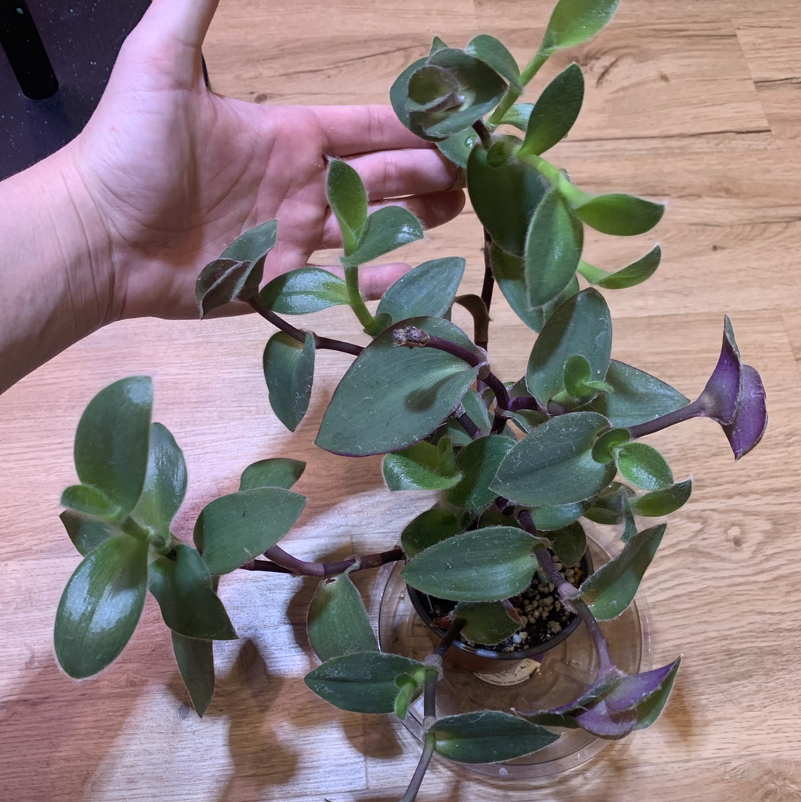 Healthy Creeping Inch Plant with lush green leaves in a glass container held by a hand, showing its trailing growth habit and root system.