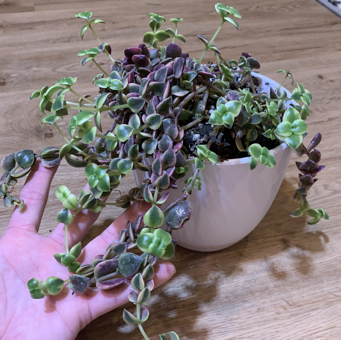 Vibrant and healthy crassula pellucida succulent plant with translucent heart-shaped leaves in shades of purple, green and red, held in hand.