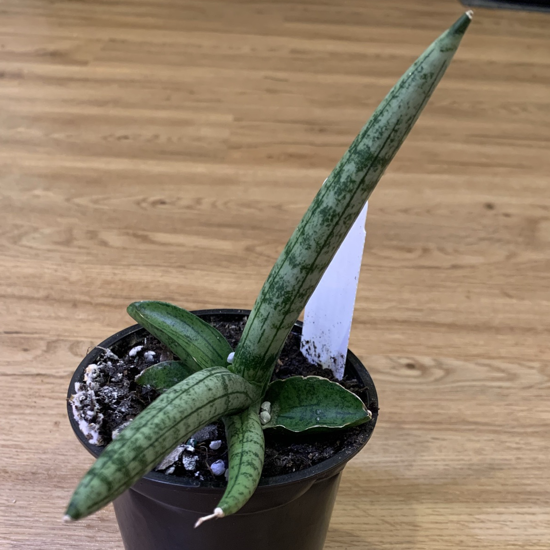 Snake Plant plant photo by @Saruhsunshine named Patrick on Greg, the plant care app.