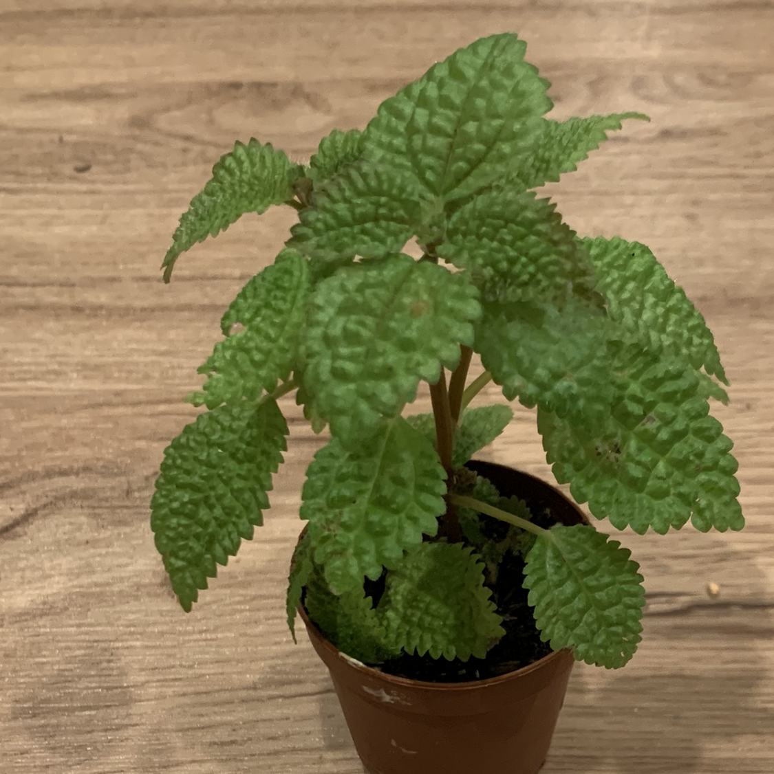 Pilea mollis plant in a small pot with vibrant green leaves.