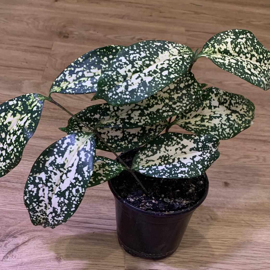 Healthy Gold Dust Dracaena plant with striking variegated leaves, potted in dark container on wood background.