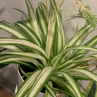 Spider Plant plant in Westerville, Ohio