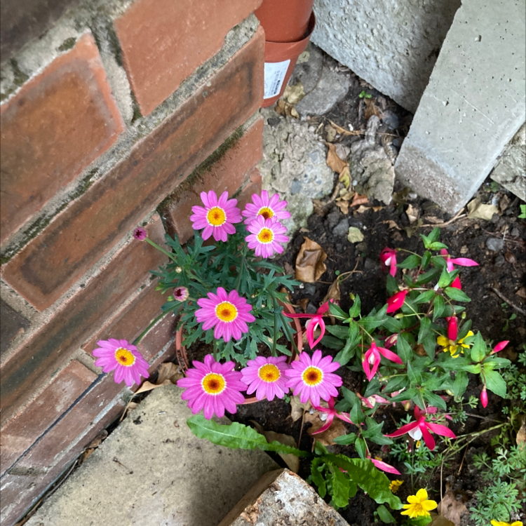 Should I Repot My Marguerite Daisy And If So, How?