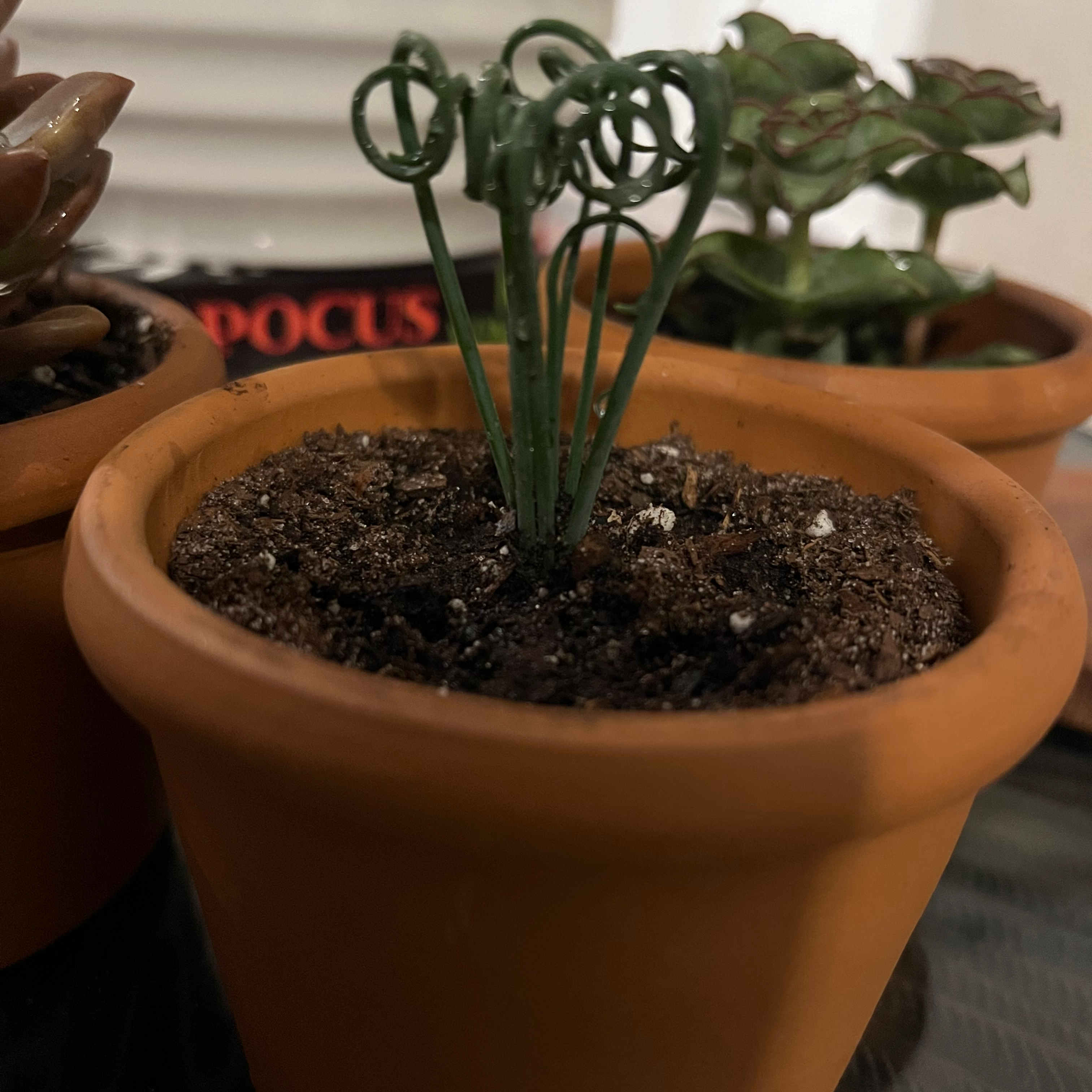 Potted Frizzle Sizzle plant with curly green leaves, visible soil, and other plants in the background.