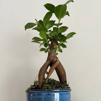 Ficus Ginseng plant in Naples, Florida
