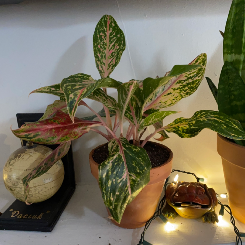 Aglaonema 'Sparkling Sarah' plant in a pot with variegated leaves, well-framed and healthy.