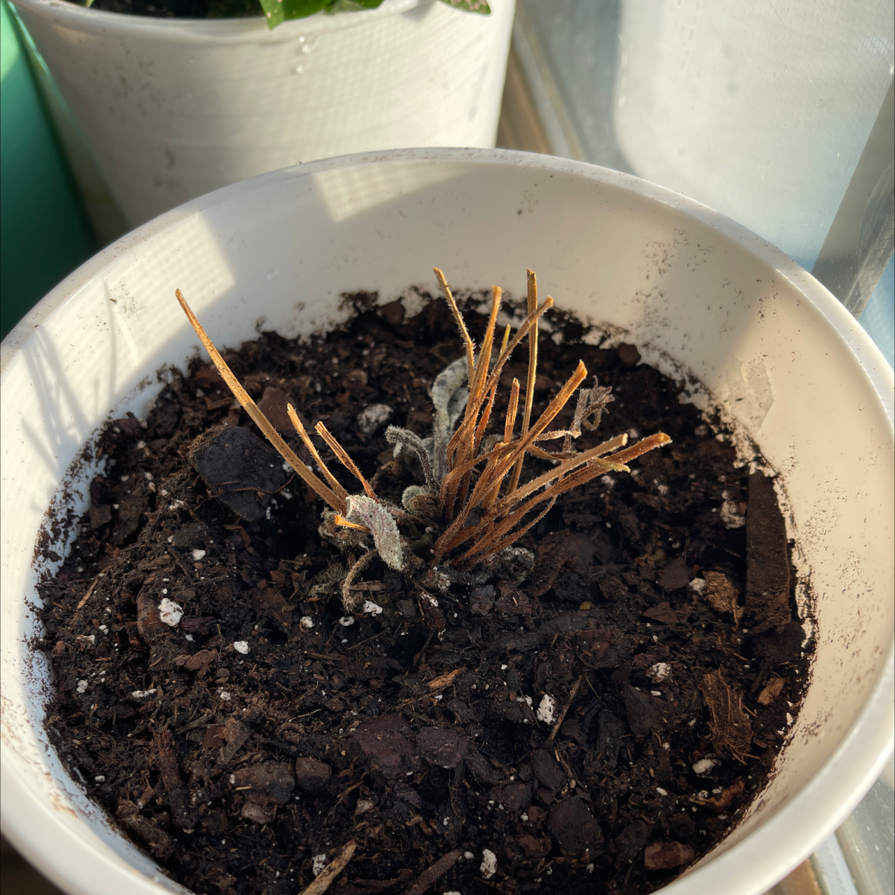 Potted Lamb's Ear plant with sparse, dried stems and dry soil.