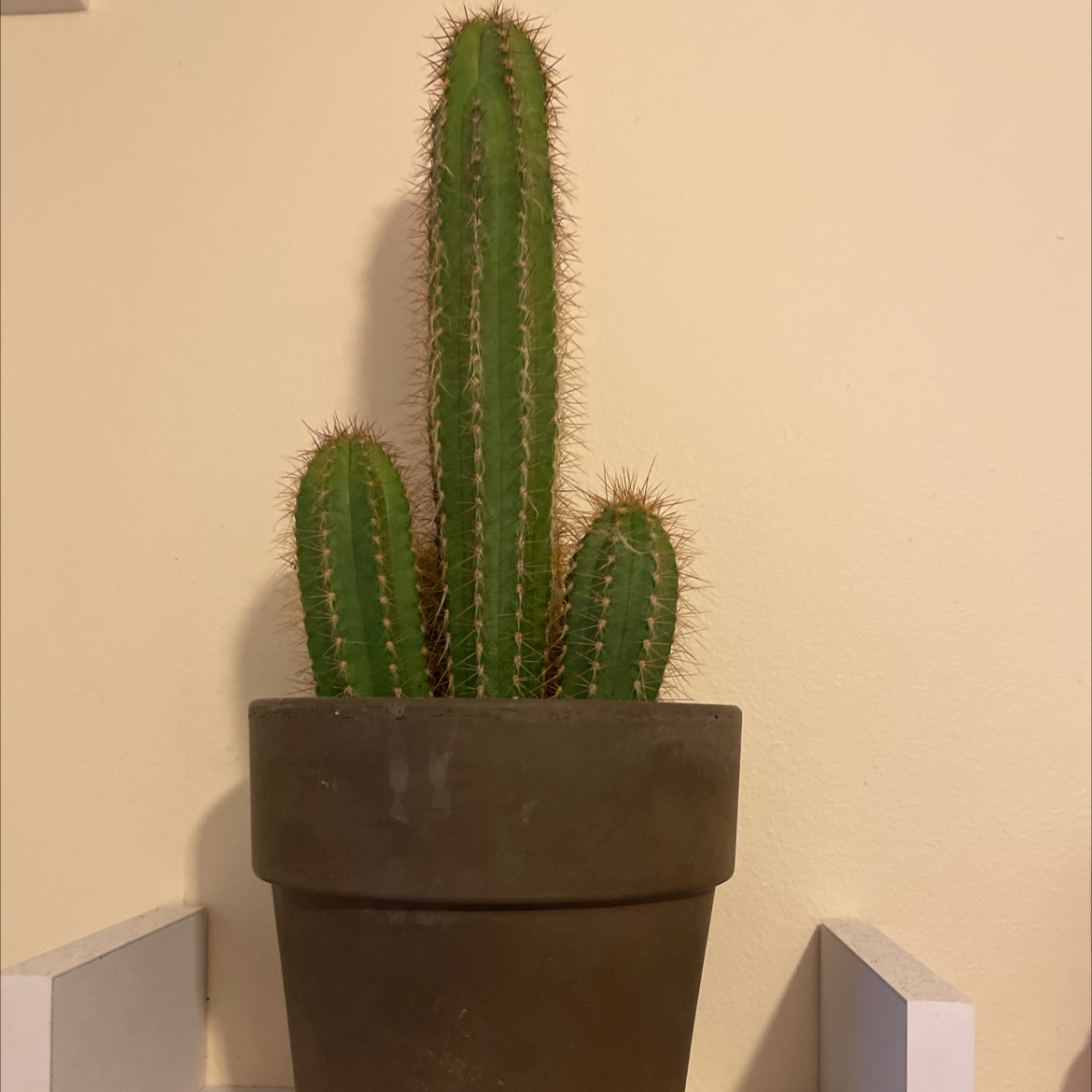 Photo of the plant species Armatocereus godingianus by Zak named Carlos on Greg, the plant care app