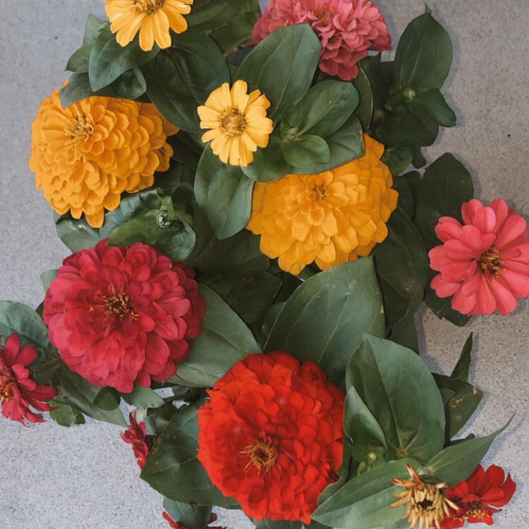 Photo of the plant species Common Zinnia by Leia named Maisy on Greg, the plant care app