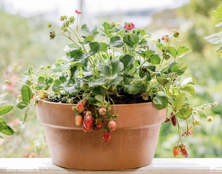 Photo of the plant species California Strawberry by @MarieCurie2008 named Sherlock on Greg, the plant care app