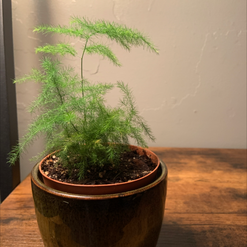 Healthy asparagus fern plant with lush green foliage growing in a small brown ceramic pot on a wooden surface.