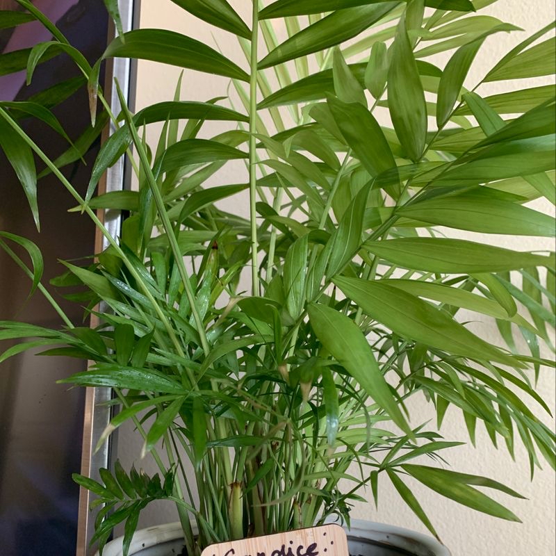 Healthy potted Parlour Palm with lush green foliage and long graceful fronds, no signs of disease or discoloration.