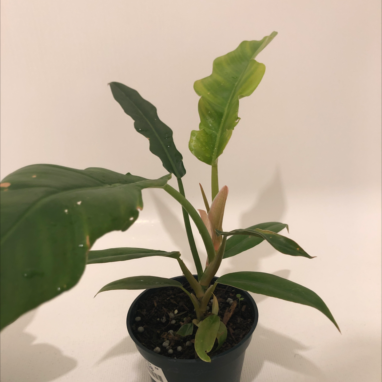 Photo of the plant species Philodendron 'Ring of Fire' by Donna named Ripple on Greg, the plant care app