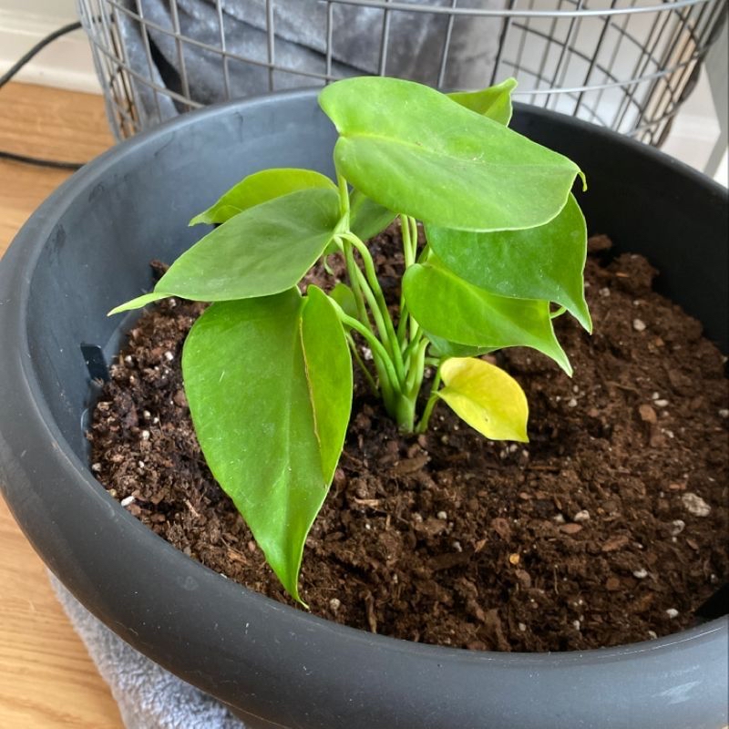 Healthy young Philodendron scandens plant in grey pot, large green heart-shaped leaves, slight leaf tip yellowing