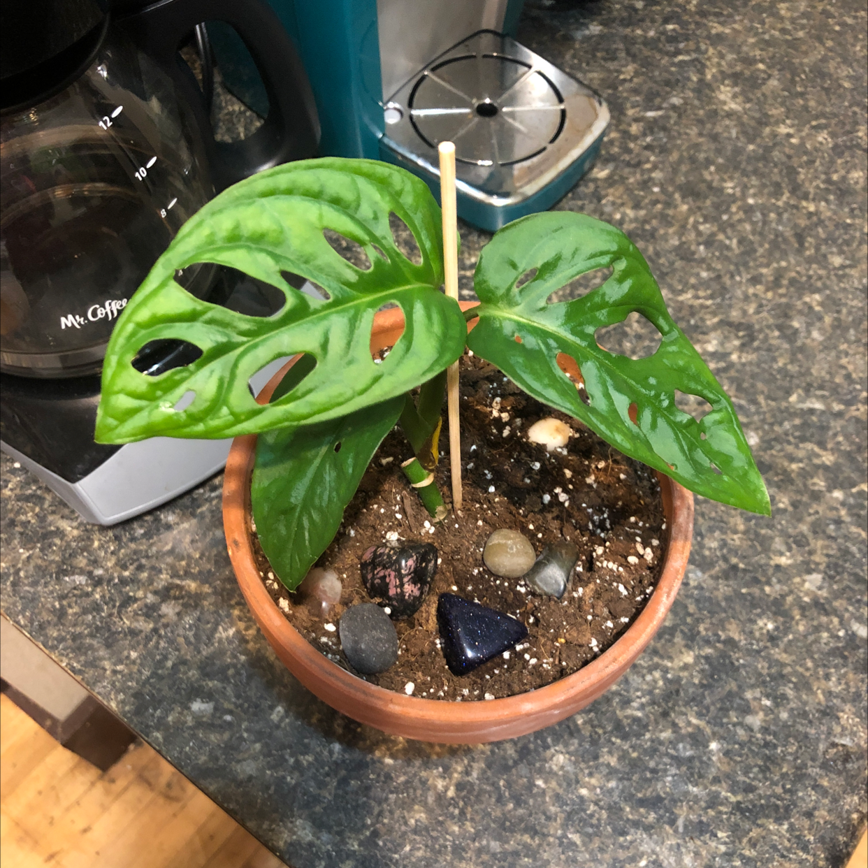 Healthy monstera deliciosa plant with vibrant green split leaves in a terracotta pot with moist soil and a support stake.