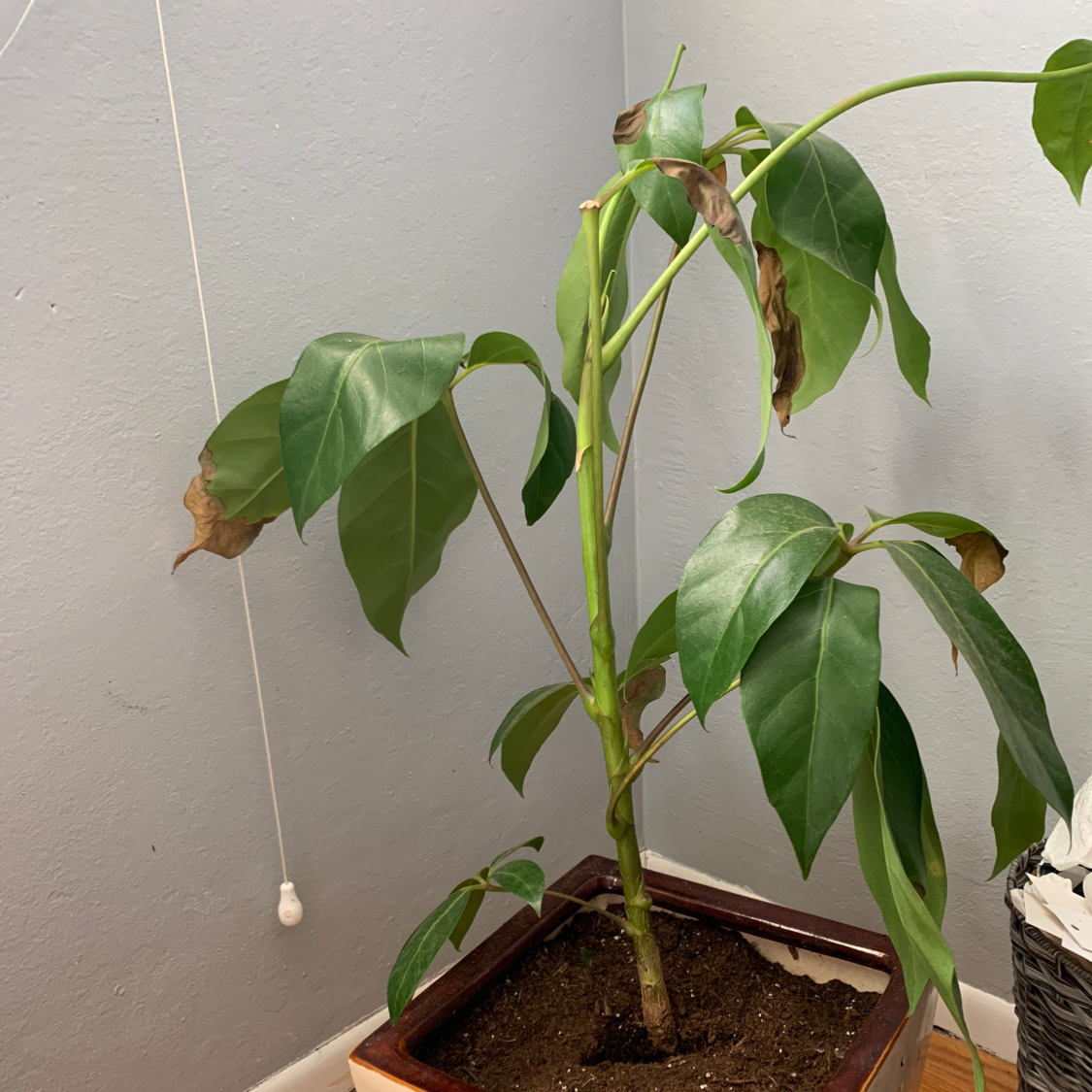 Umbrella Tree Root Rot Solutions